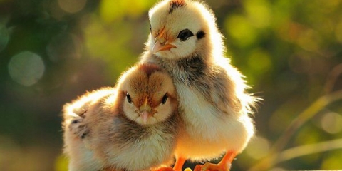 Pravilno uzgajanje pilića kod kuće